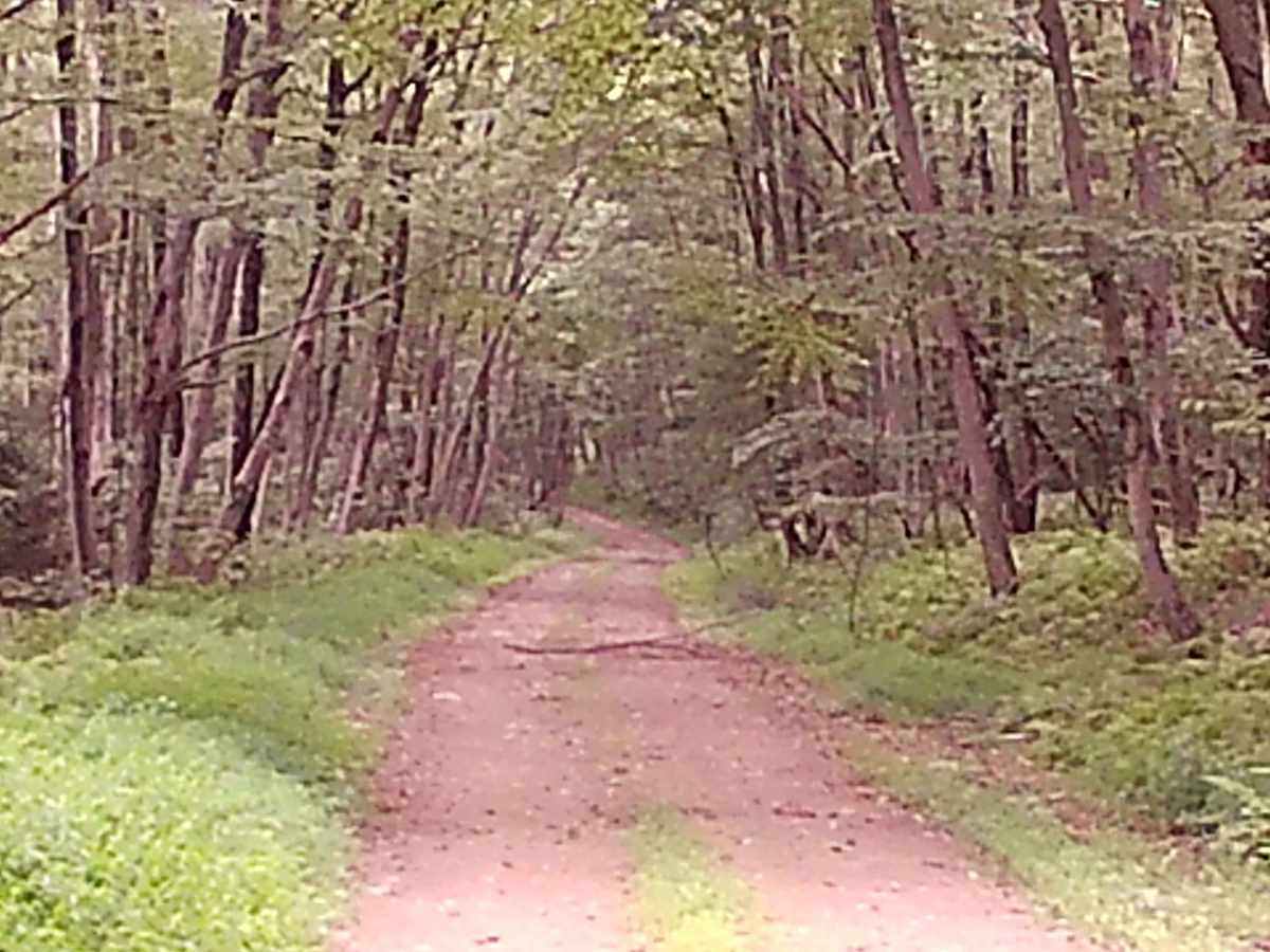 Lick Hollow Road photo 6