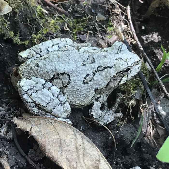 Near Robert Frost Trail