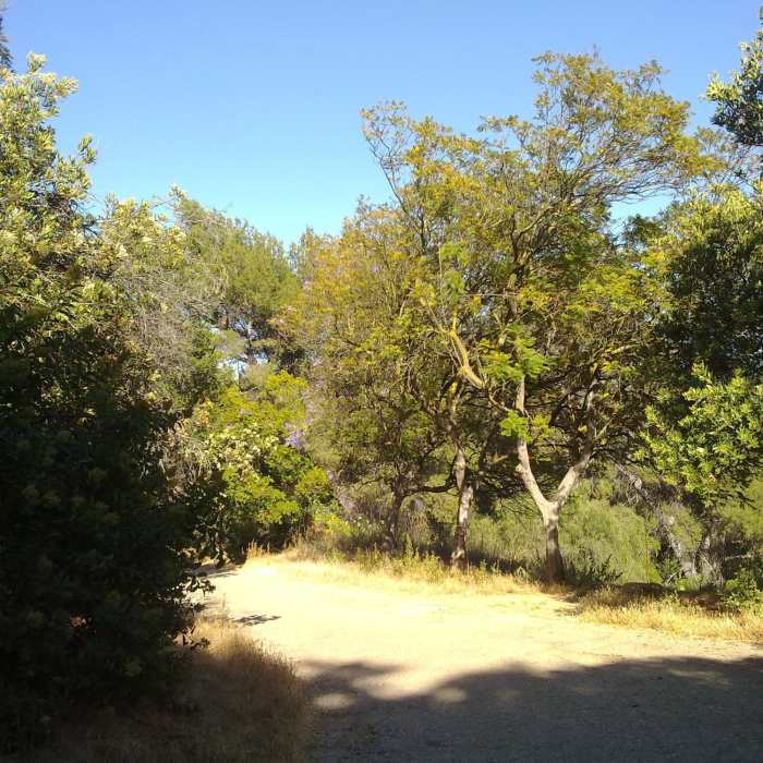 Near Betty B. Dearing Lollipop