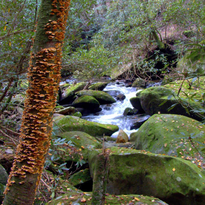 Near Conasauga River Trail Near Conasauga River Trail