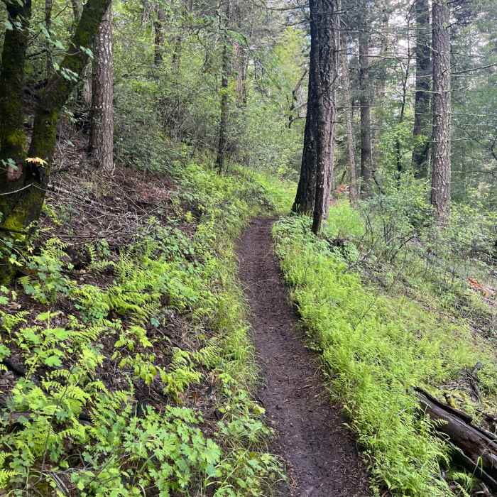 Rim Trail (T105) Near Rim Trail Out-and-Back