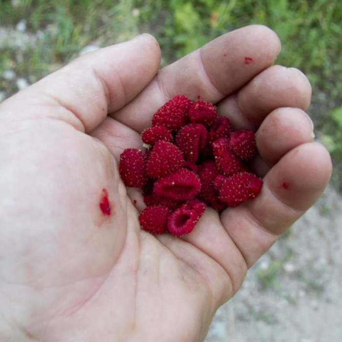 Near South Fork of the Payette River, Taylor Springs to Elk Lake