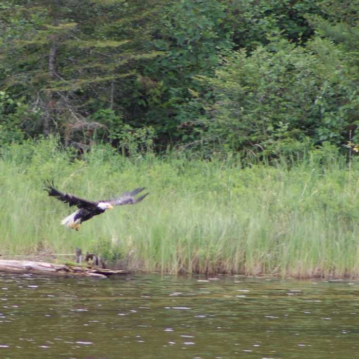 Eagle at Secret Lake Near Secret Blackstone Ennis Loop