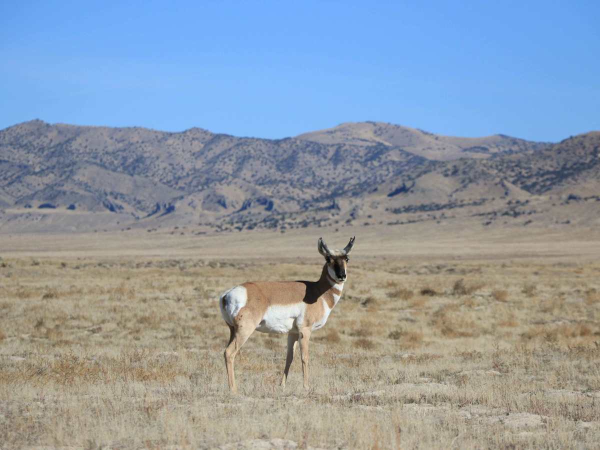 Deseret Wells Road photo 5