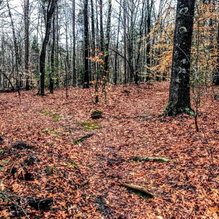 Near Birkhead Mountain Trail