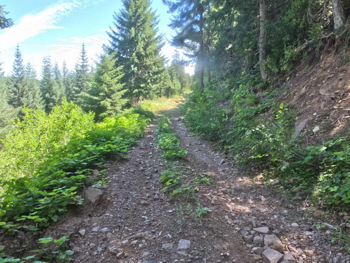 Crescent Creek Road - FS 2067510  photo 6