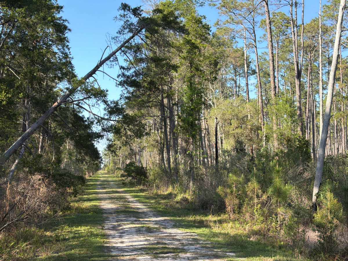 SFR 201 trail photo