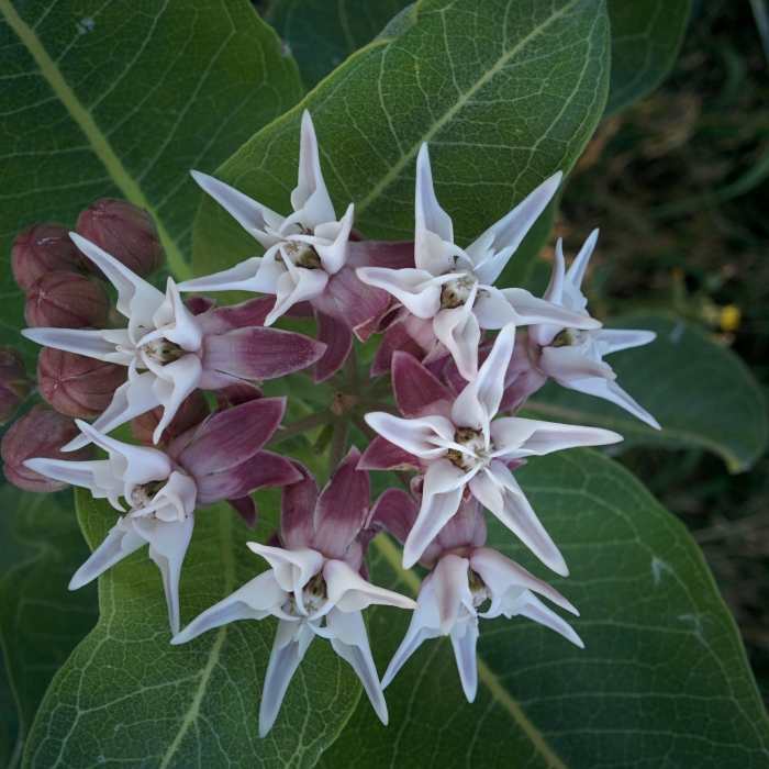 Near Farmers Highline Canal Trail