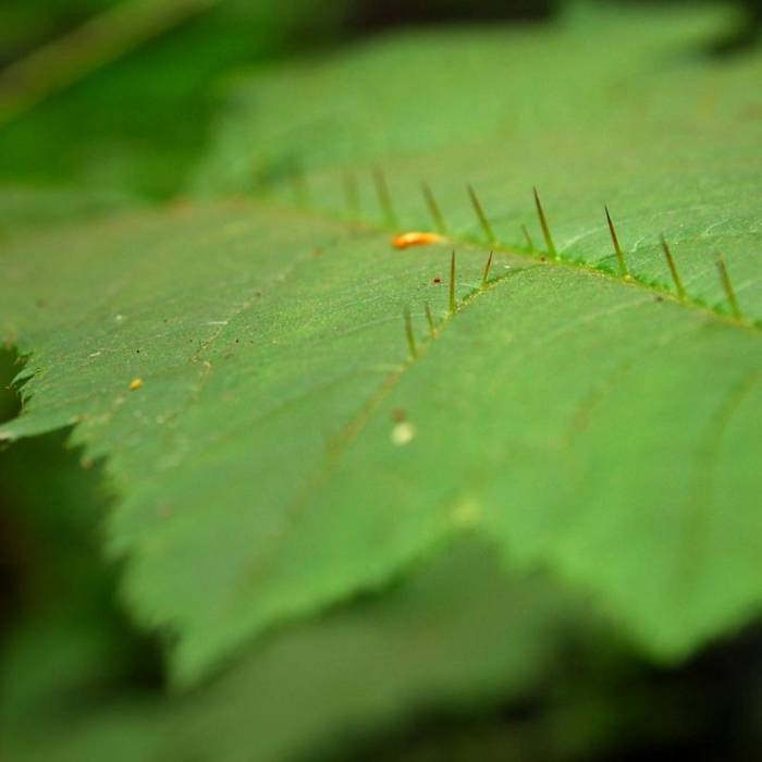 Near Mirror Lake + Tom Dick and Harry Mountain