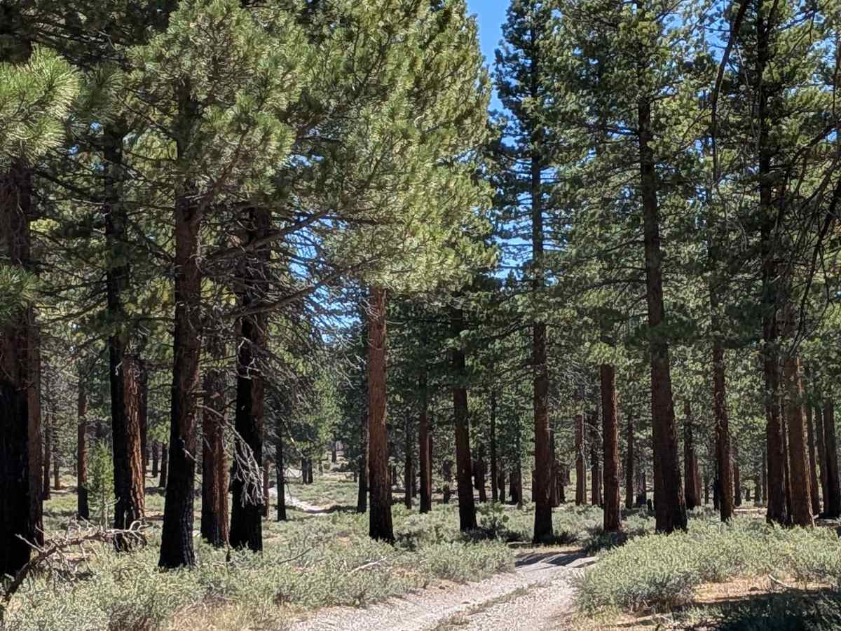 Forest Service Road 2S40 photo 4