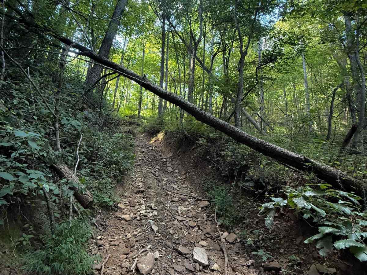 Bowling Branch Trail photo 3