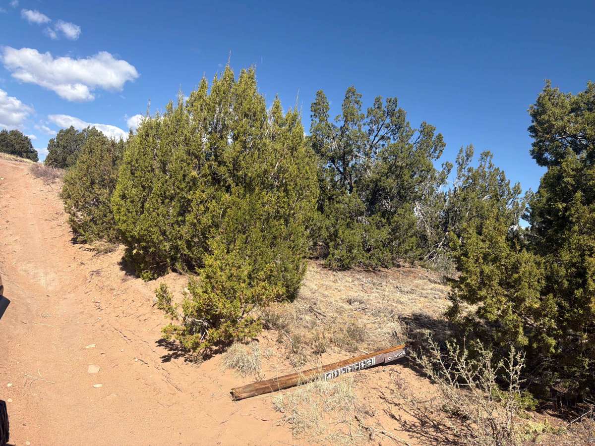 BLM 5935D photo 2