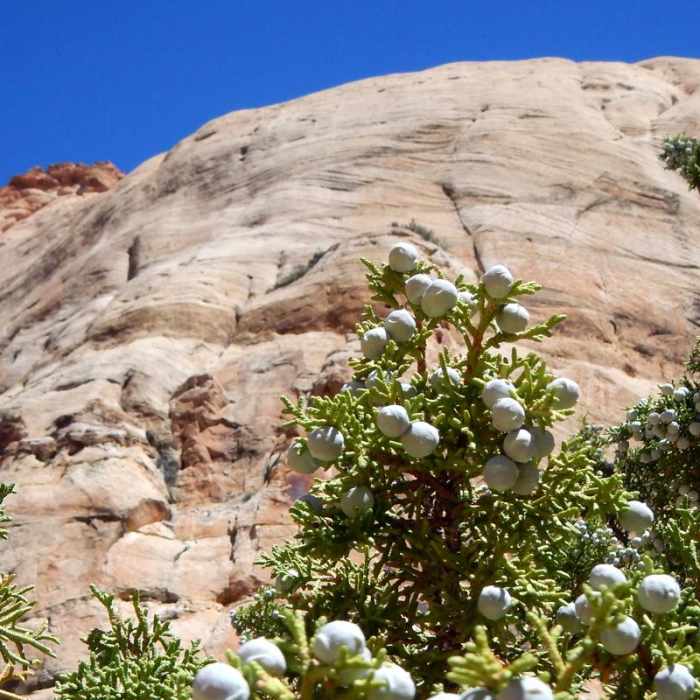 Near Capitol Gorge to the Tanks