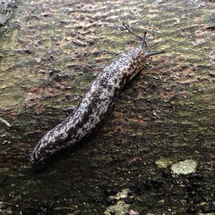 Near Georgianna Falls Trail