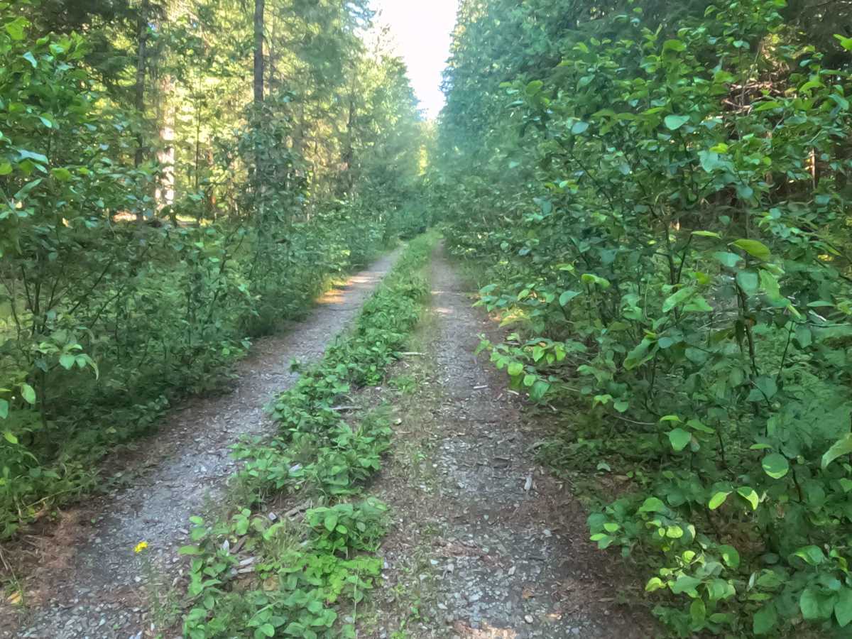 Upper Horn Creek - FS 2257-508 photo 3
