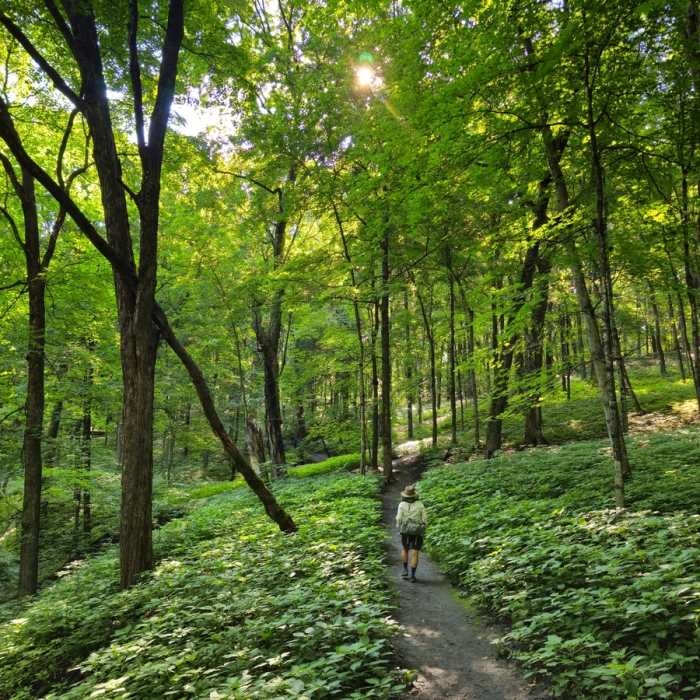 On the trail south of the creek. Near Riley Creek Nature Trail