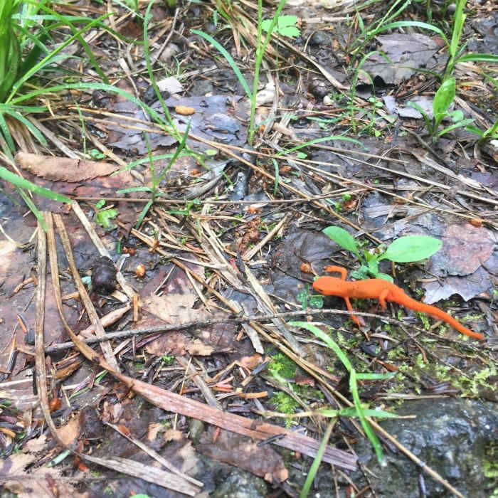 Near Peaked Hill Pond