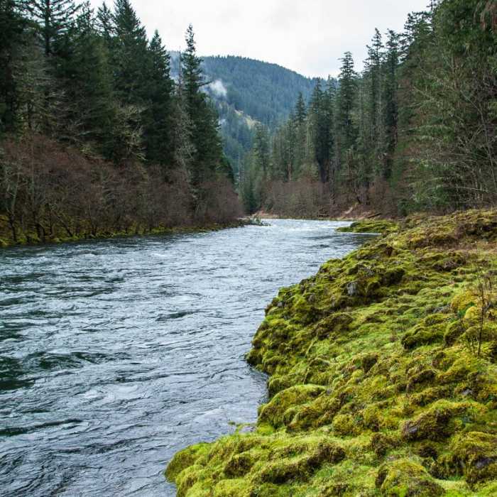 Near Clackamas River Trail