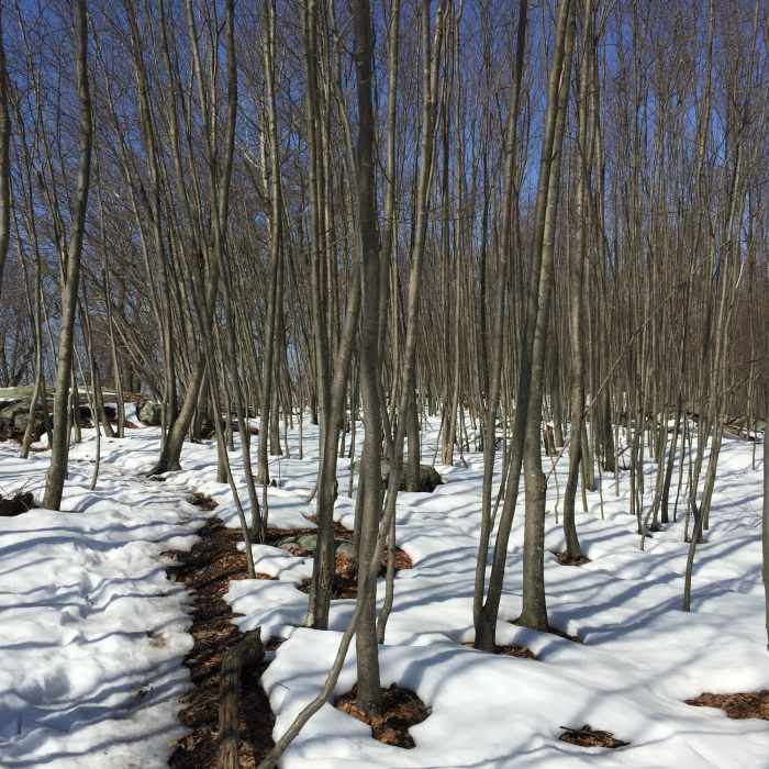 Near Bear Mountain-Harriman Loop