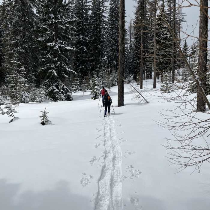 Near Pine Marten Trail