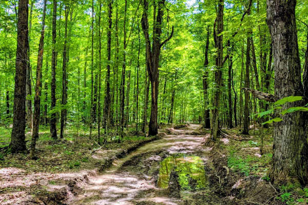 North Forest Trail