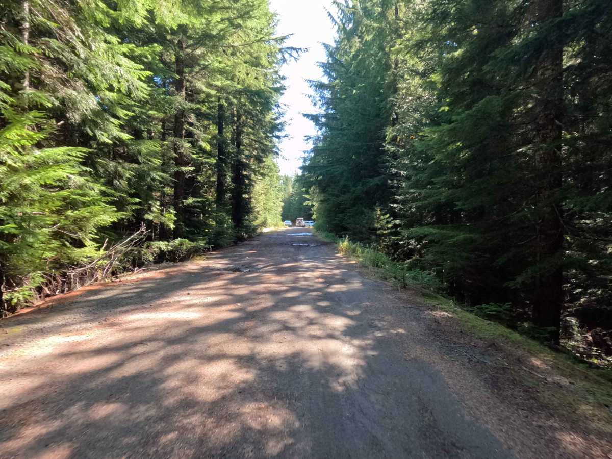 West Pine - FS 8300380 photo 4