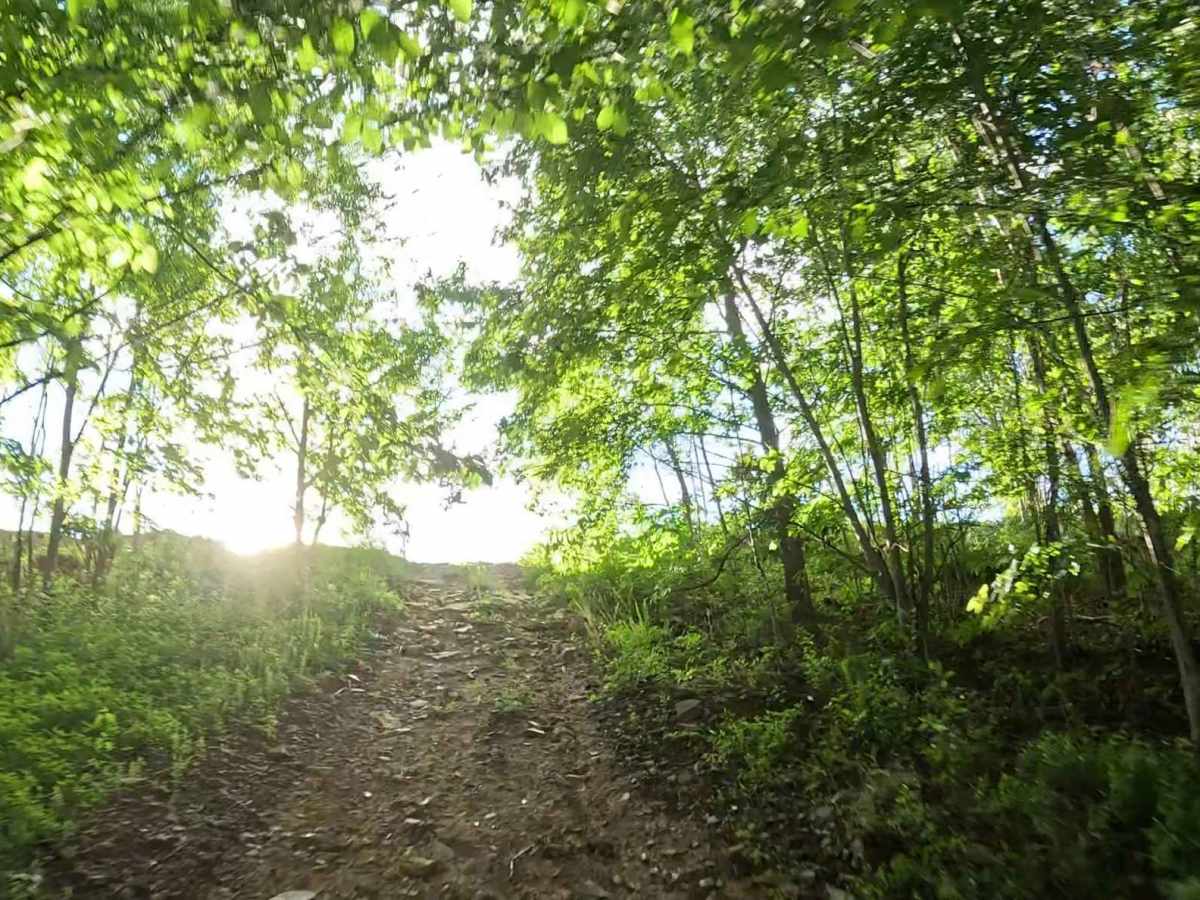 Q19 trail photo