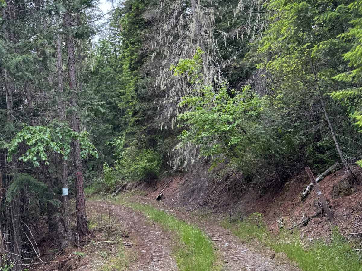 Contact Mountain - FS 3165-330 trail photo