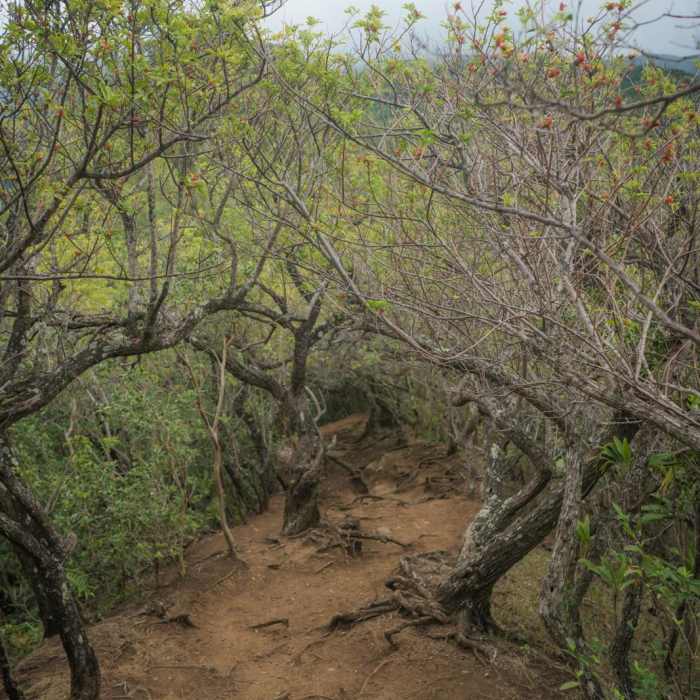 Near Mount Olympus / AwAwaloa Near Mount Olympus / AwAwaloa