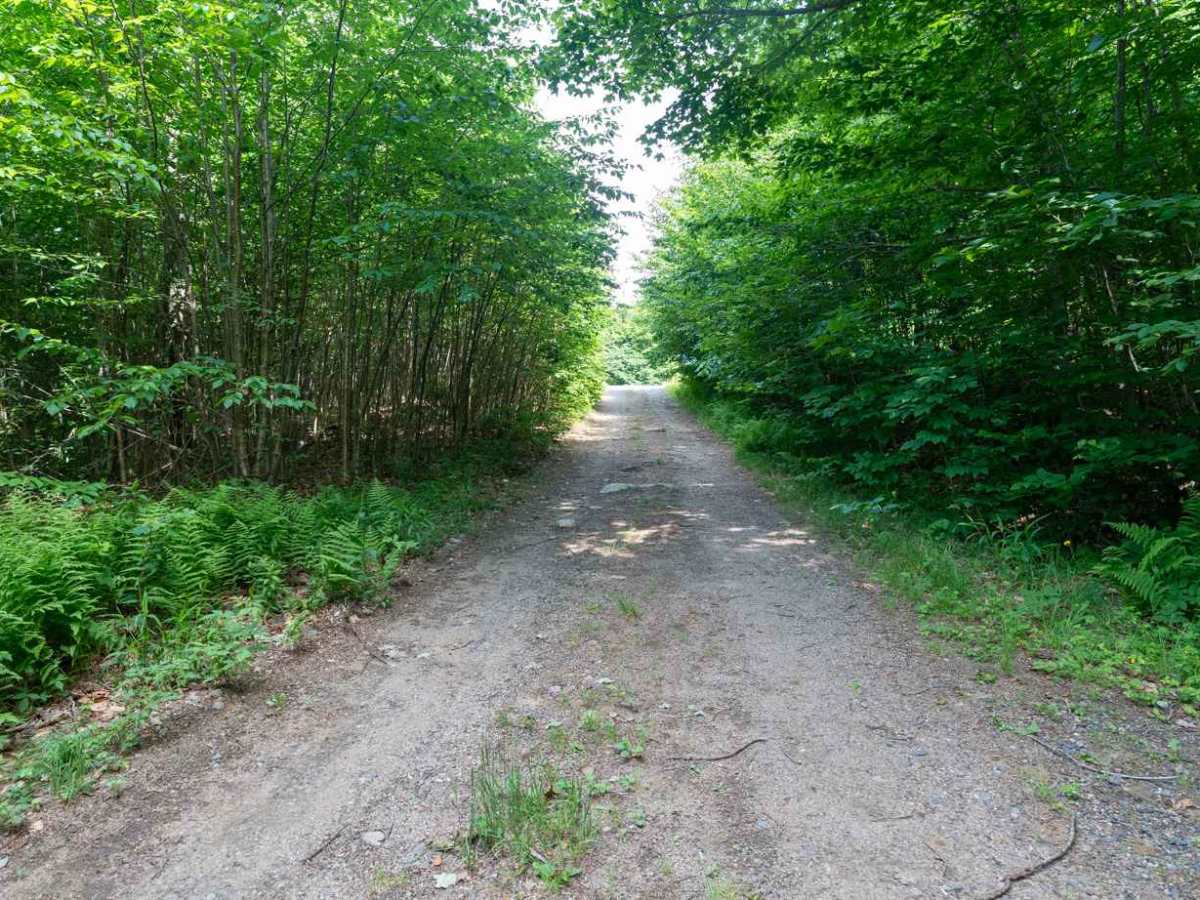 Deer Pond Road trail photo