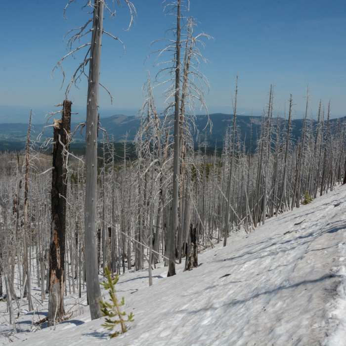 Near Tilly Jane Ski Trail #643
