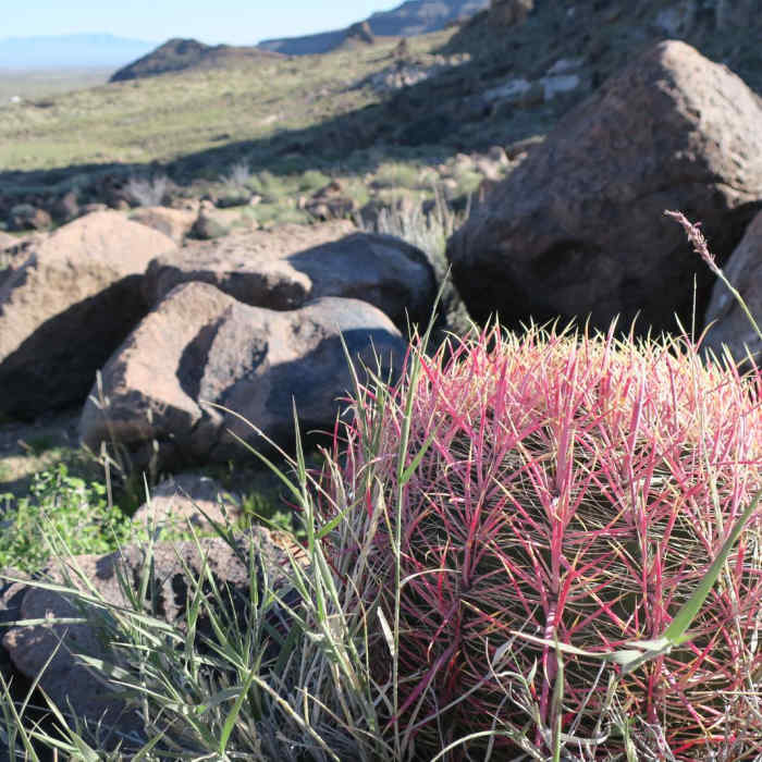 Near Barber Peak Loop
