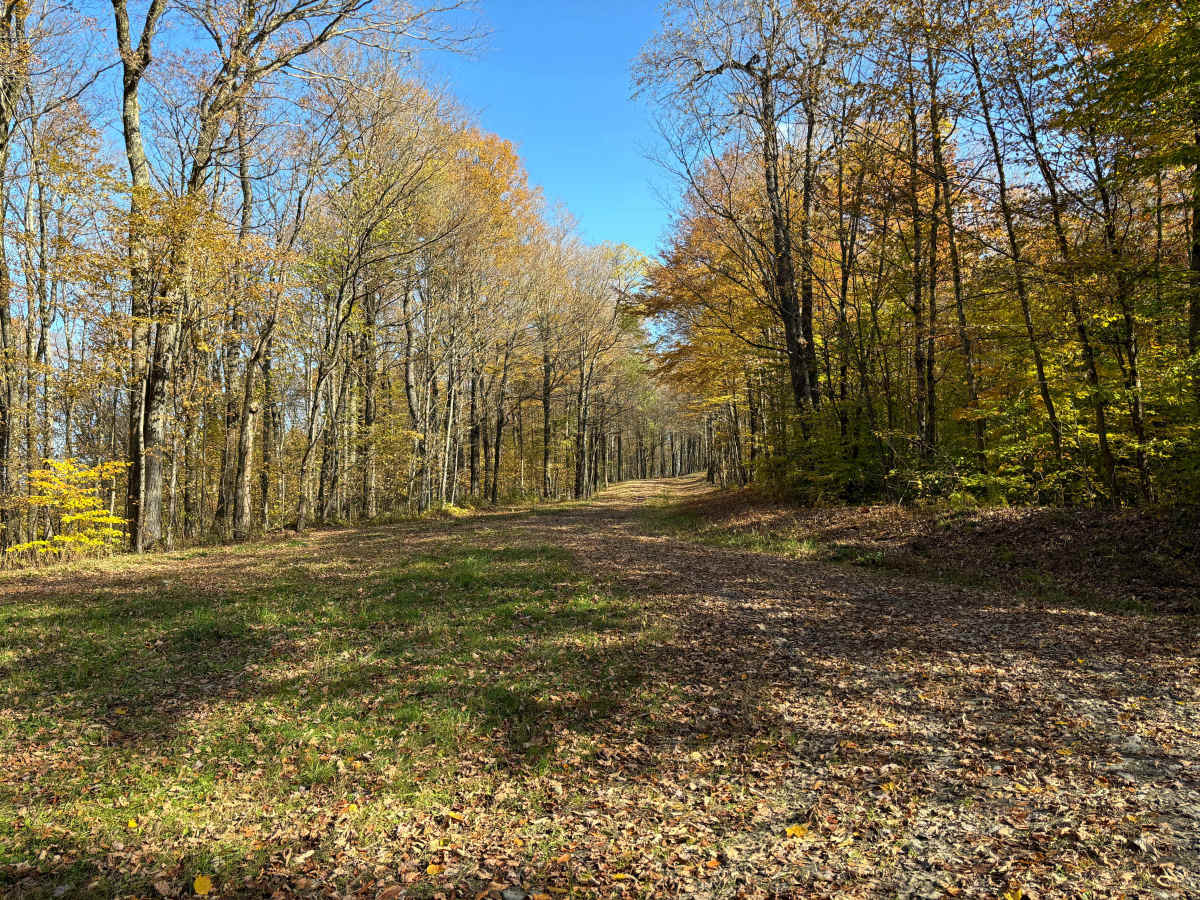 Maxon Creek State Forest photo 2