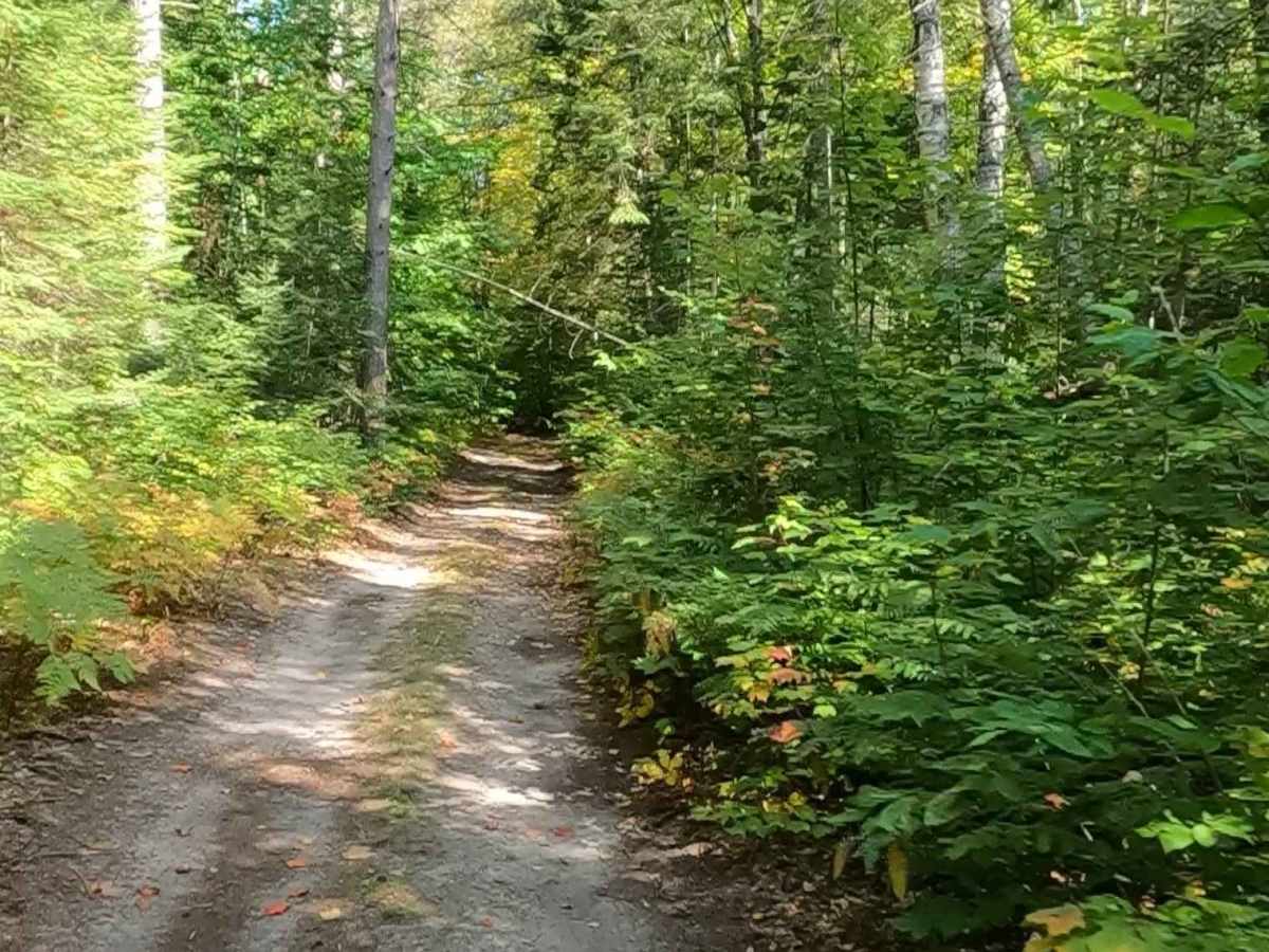Hog Island Road - FS 3364 (ORV Route A)  photo 6