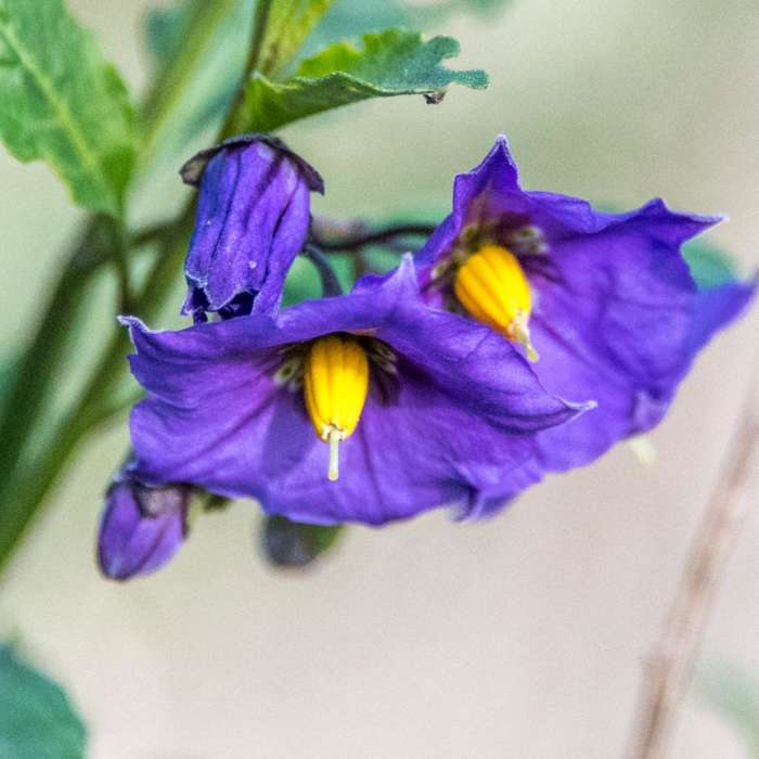 Near Copper Creek Trail via Whiptail Trail