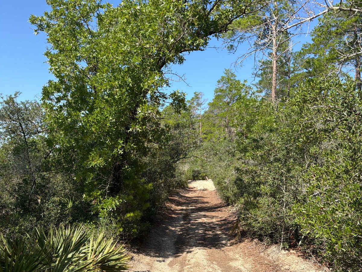 Centennial West - FS 520 trail photo