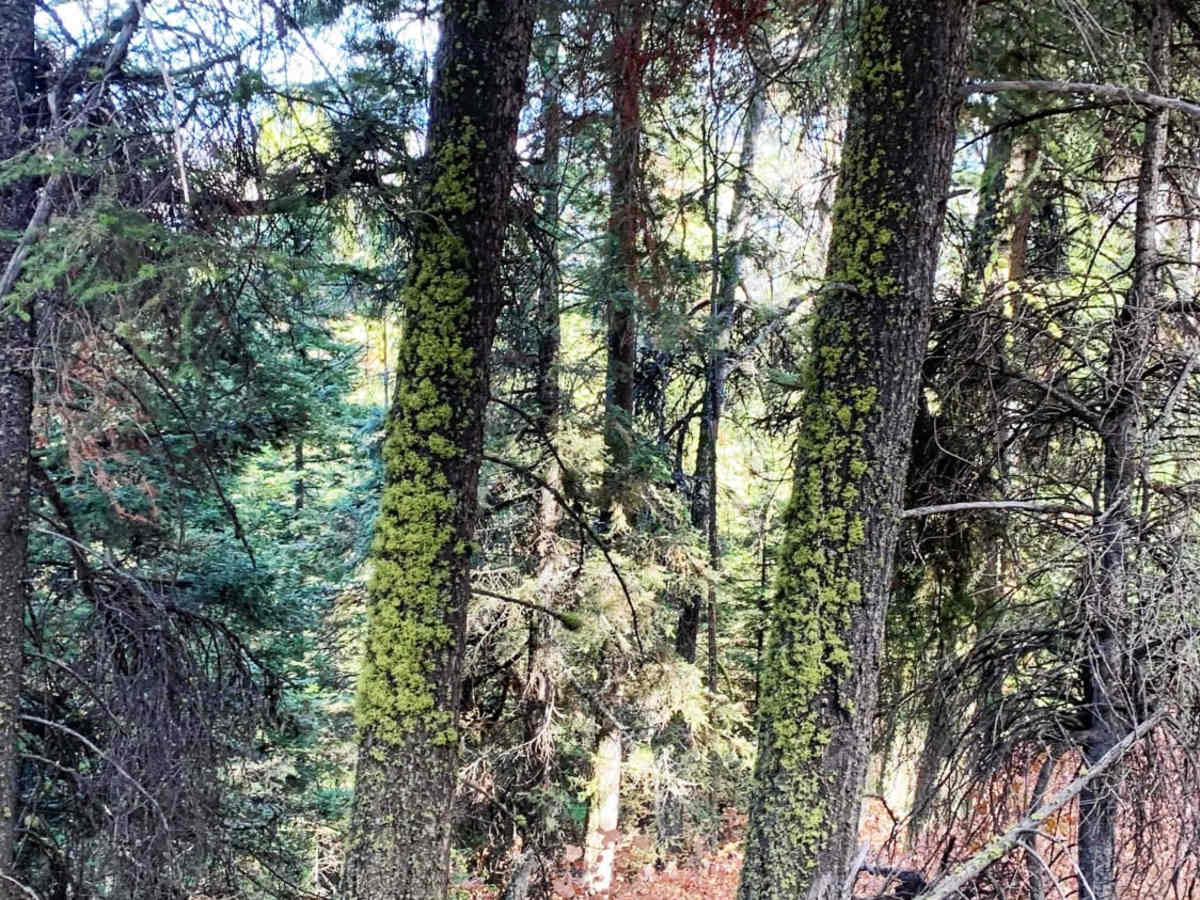 Hays Creek Moose Creek trail photo