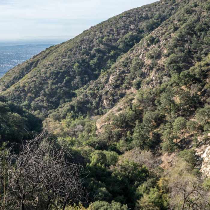 Near Mount Wilson via Mount Wilson Trail