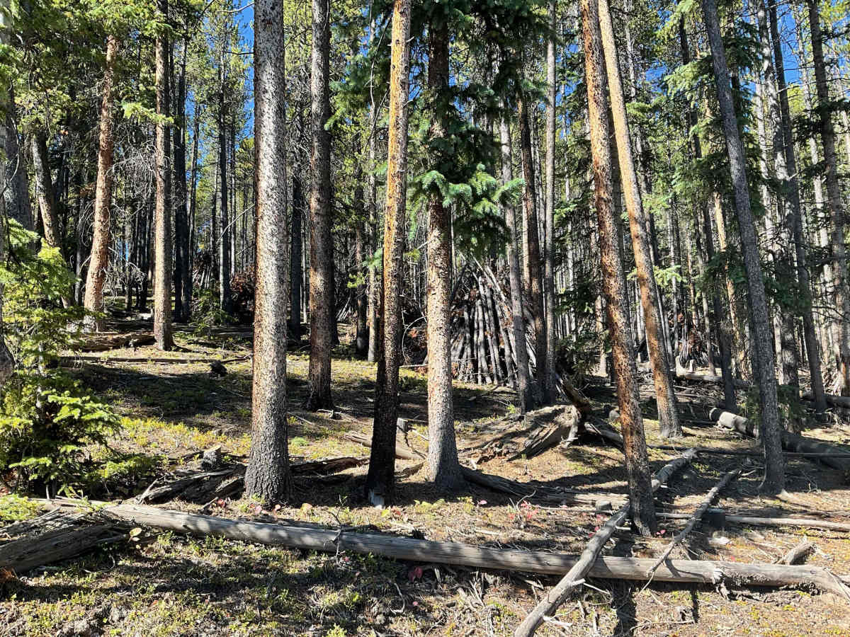 Kentucky Gulch Trail photo 4