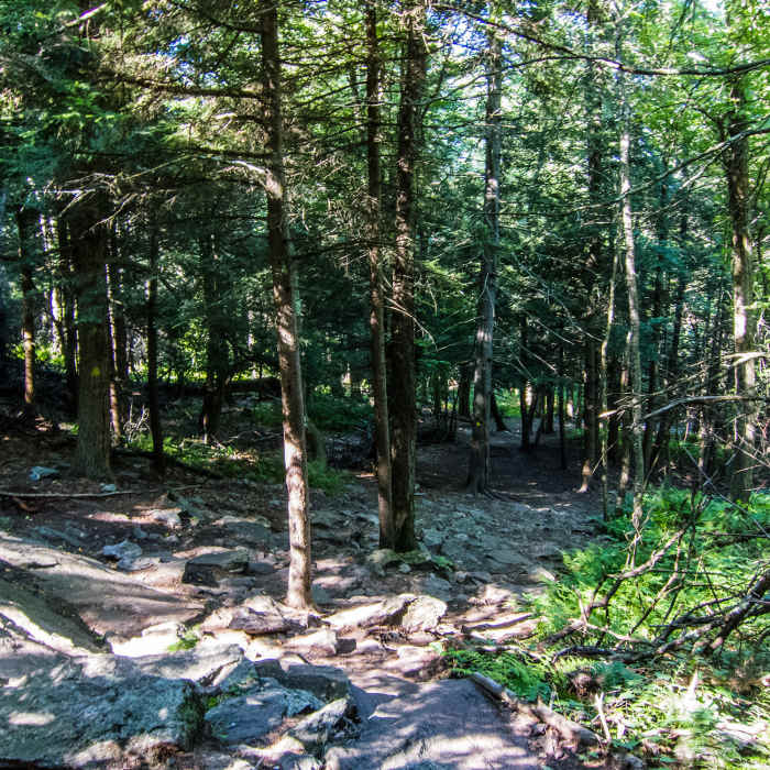 Near Mount Watatic and Nutting Hill Loop