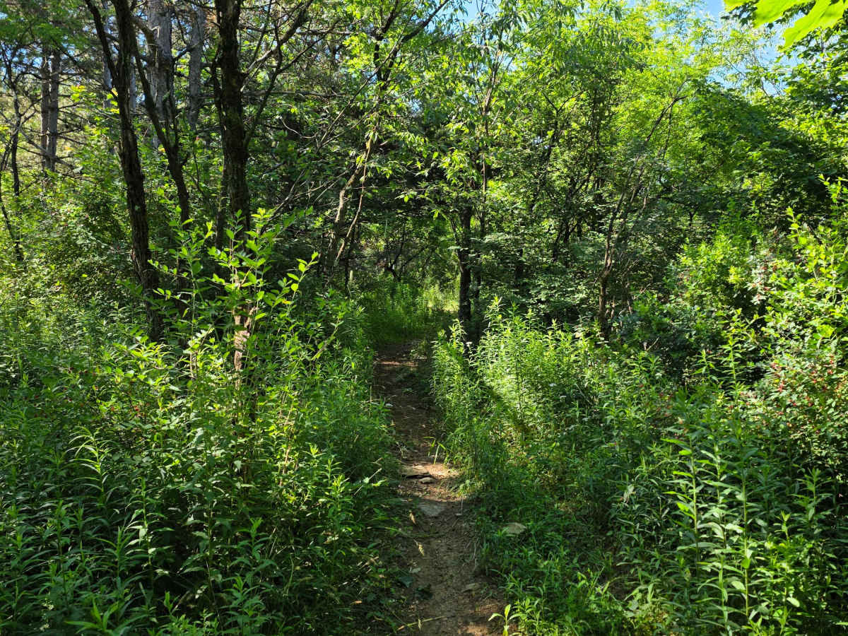Single Track N trail photo