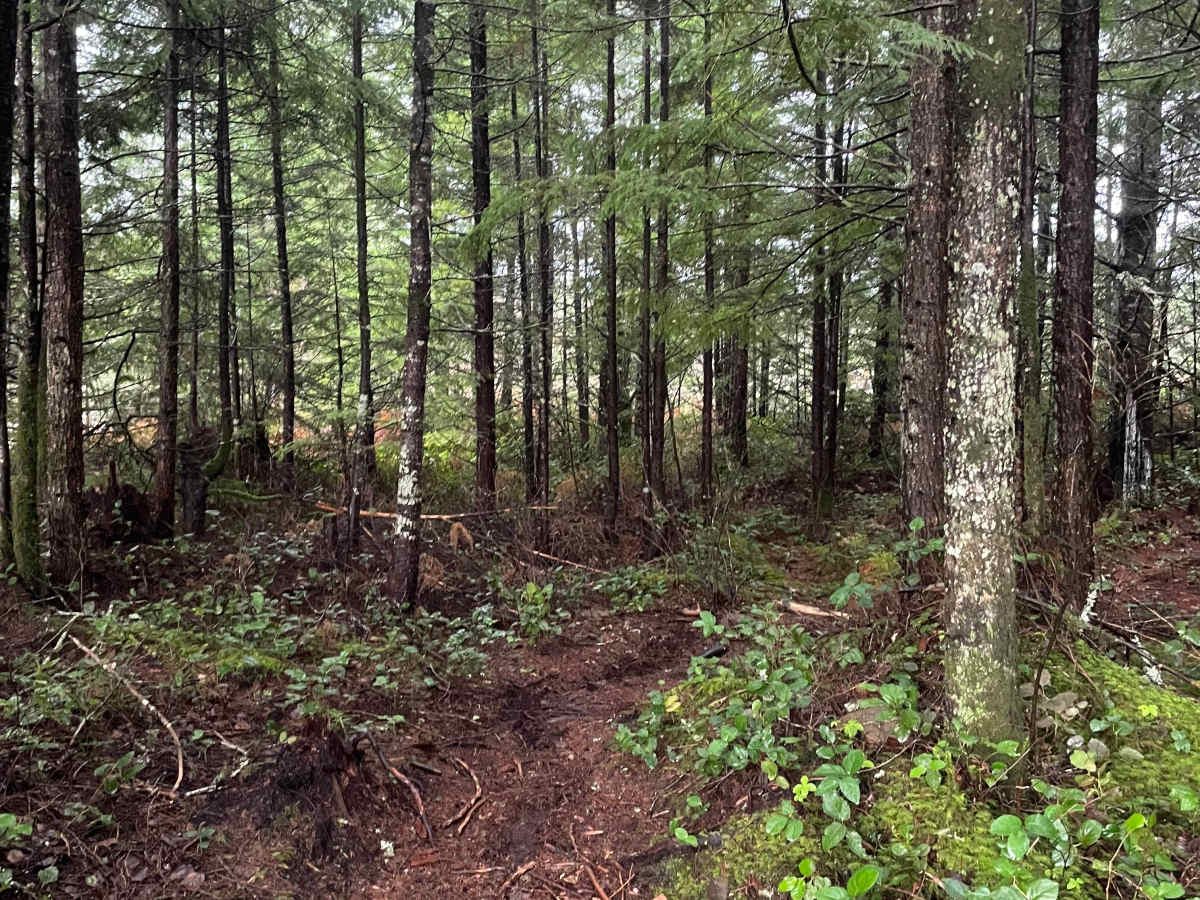 Car in the Woods photo 2