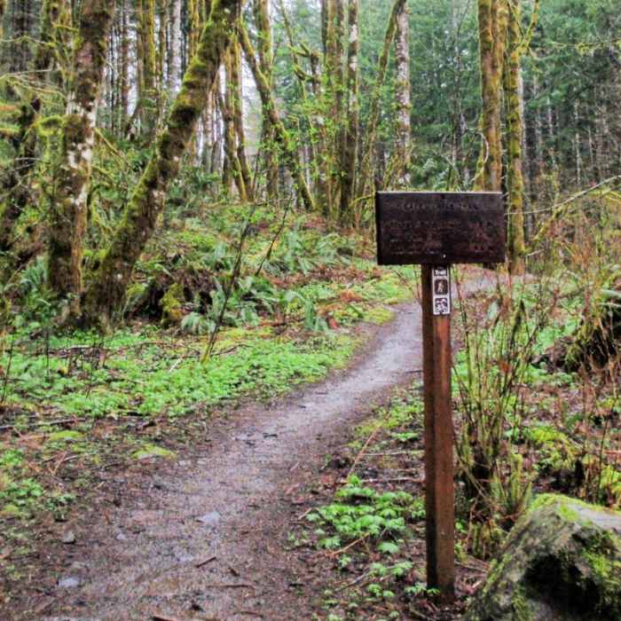Near Gales Creek Trail