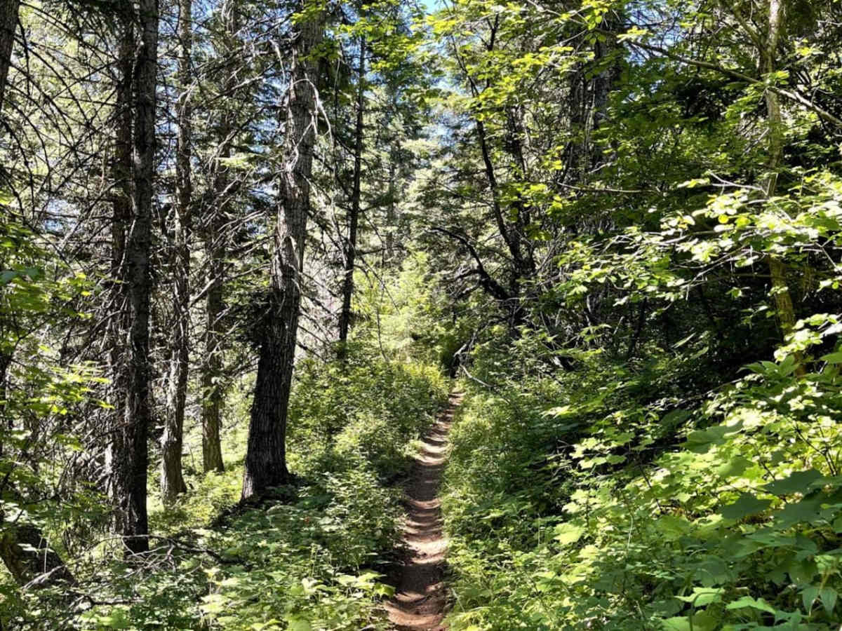 Canyon Fork trail photo