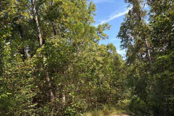 Trail 5 FFAT Boneyard