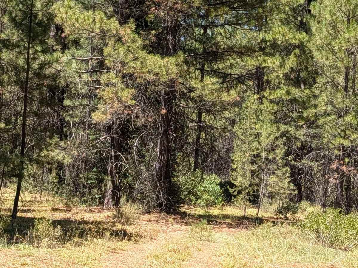 White Deer North - FS 41N34Y photo 3