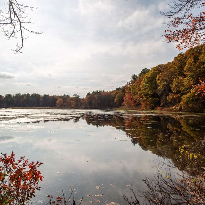 Near Stow Town Forest Loop