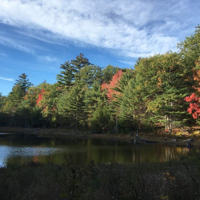 Beaver pond just before the turnoff to Devil's Den Mountain summit. Near Devil's Den Mountain