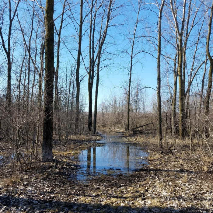 This is a common sight along the Bridal Trail. Near Maumee Bay State Park Triple