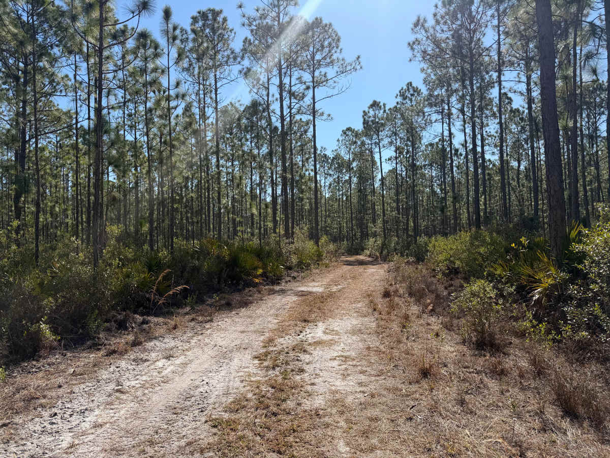 FR 250-EE trail photo
